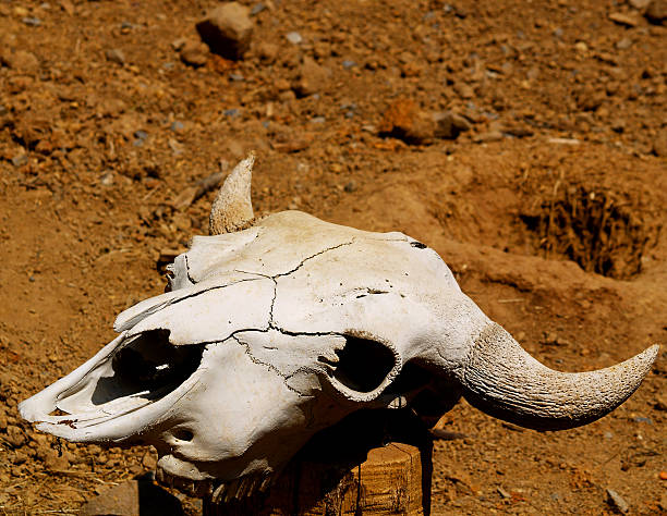 z lewej z tyłu - horned death dead texas longhorn cattle zdjęcia i obrazy z banku zdjęć