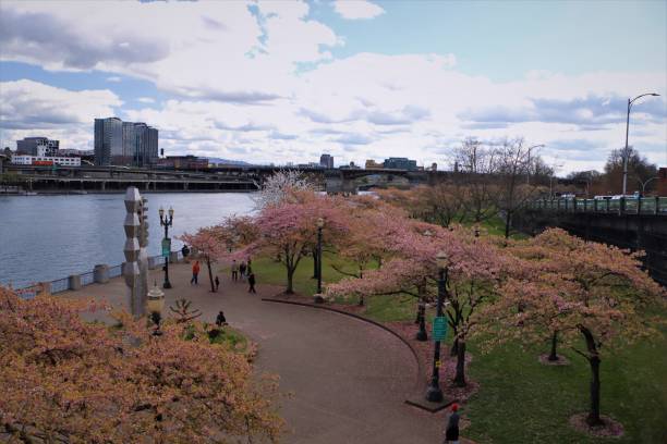 istock Cherry blossoms in Portland downtown 1399123640
