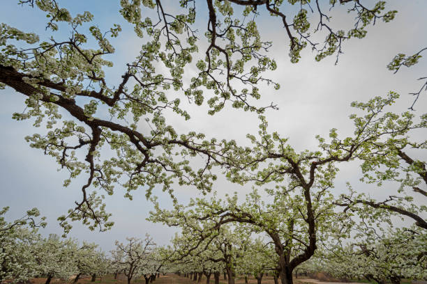 Field with trees in spring. Green grass.