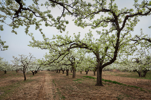 Apple trees in bloom in a County Armagh orchard