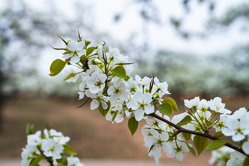 Background with beautiful spring pink flowers (Cornus florida)