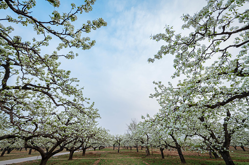 Pear trees in full bloom, pear garden in Beijing, China