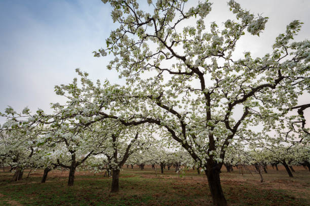 Pear trees in full bloom, pear garden in Beijing, China