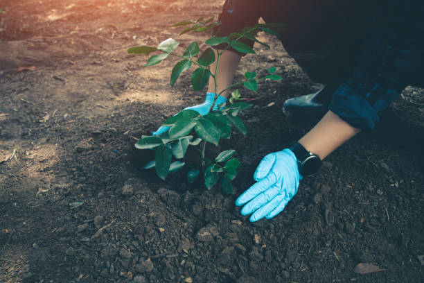istock Hand for planting tree back to the forest, Creating awareness for love wild. 1399124515