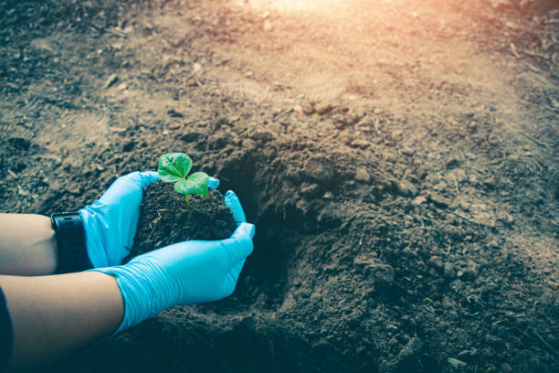 istock Hand for planting tree back to the forest, Creating awareness for love wild. 1399124521