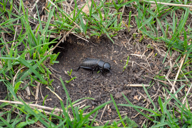 A cricket near its hole on the lawn. Closeup insect. Gryllus campestris. A cricket near its hole on the lawn. Closeup insect. Gryllus campestris. gryllus campestris stock pictures, royalty-free photos & images