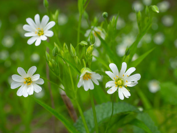 istock Spring white flowers. Blooming wild flowers close up. 1399124791