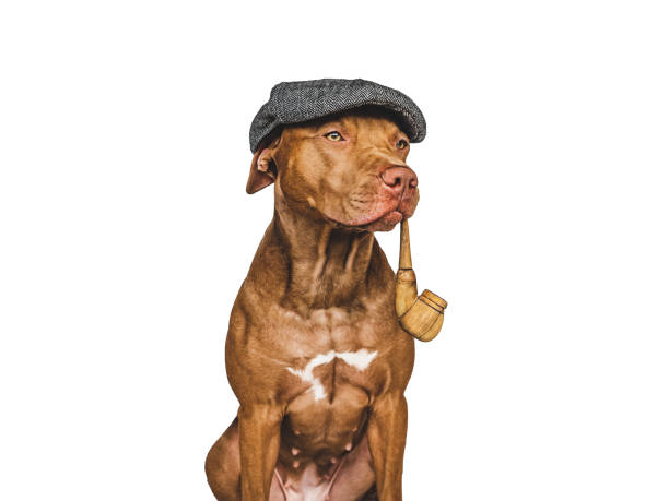 istock Lovable, pretty brown dog. Pet care concept 1399127146