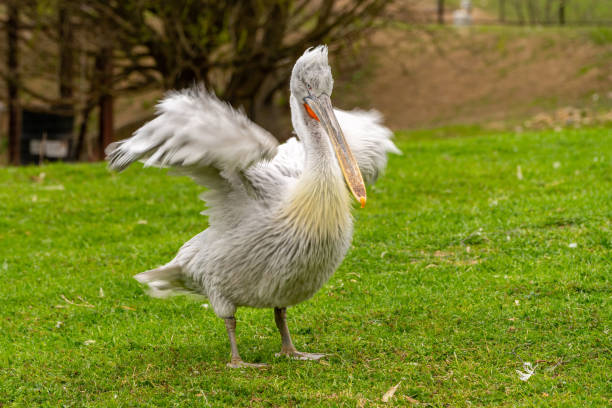 istock Young beautiful pelican bird on green grass. 1399127156