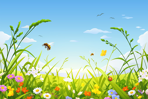 A meadow full of beautiful flowers, grasses, bees and butterflies in spring or summer. In the background are hills and a bright blue, cloudy sky. Vector illustration with space for text.