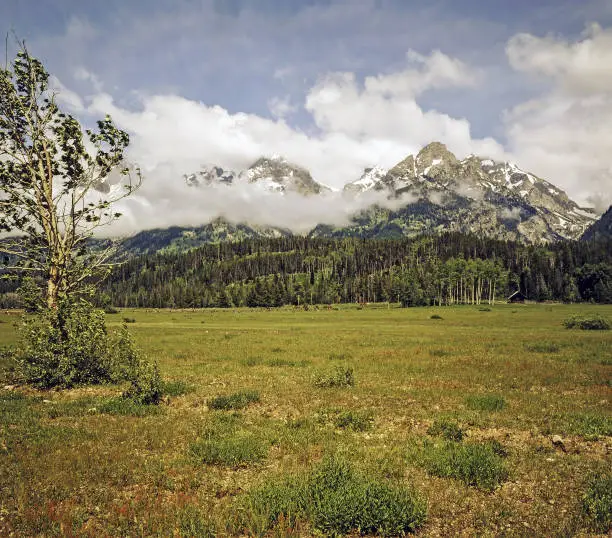 Grass field with cattle in Grand Teton, Wyoming