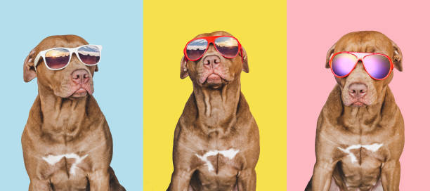 istock Lovable, pretty brown puppy, sun hat and sunglasses 1399127405