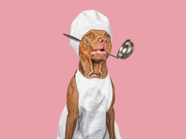istock Pretty brown puppy and white chef's hat 1399128223