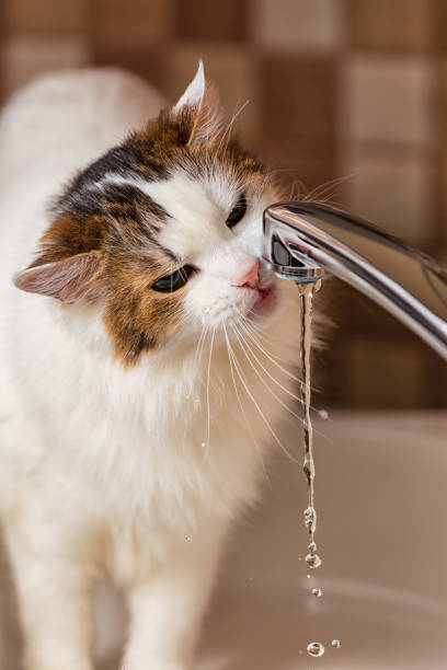 34,158 Animals Drinking Water Stock Photos, Pictures & Royalty-Free Images  - iStock | Farm animals drinking water, Wild animals drinking water