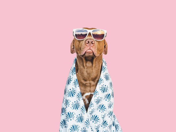 istock Lovable, pretty brown puppy and towel. Close-up 1399128334