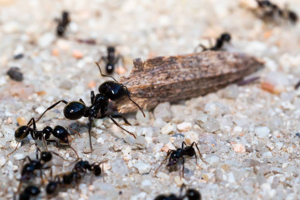 foto macro de formigas negras carregando comida.  formigueiro de formigas negras. - anthill macro ant food - fotografias e filmes do acervo