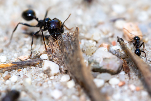 Macro photo of black ants carrying food.  Anthill of black ants.