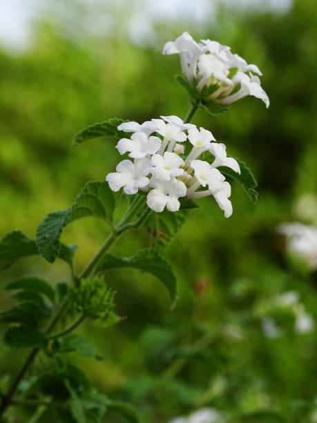 istock White Lantana  involucrata 1399129797