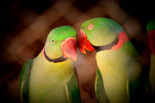 This photograph shows couple parrots. \n\nParrots, also known as psittacines are birds of the roughly 398 species in 92 genera comprising the order Psittaciformes , found mostly in tropical and subtropical regions. The order is subdivided into three superfamilies: the Psittacoidea (\