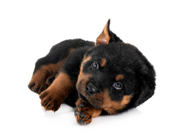 istock puppy rottweiler in studio 1399130048