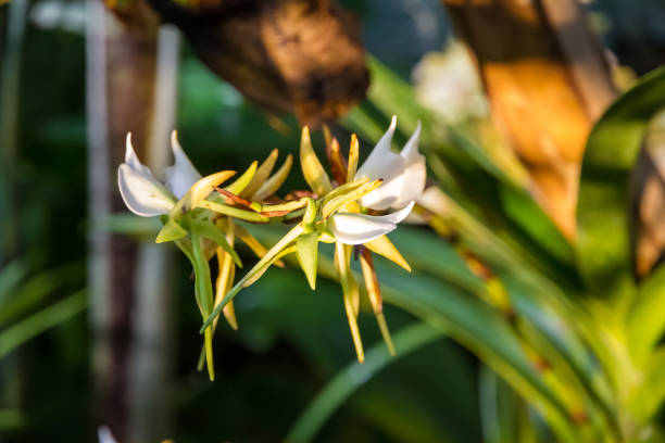 istock Orchid flower, rare species 1399130927
