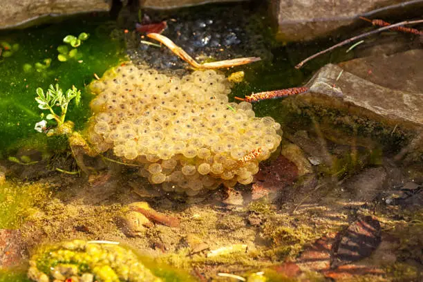 frogspawn on the surface of the pond