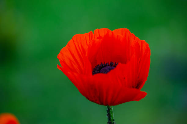 fleur d’oranger bossom de pavot oriental sur fond vert macro photographie. - poppy oriental poppy macro corn poppy photos et images de collection