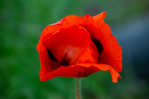 fleur d’oranger bossom de pavot oriental sur fond vert macro photographie. - poppy oriental poppy macro corn poppy photos et images de collection