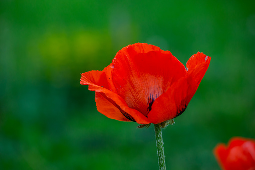 A scenic red poppy in a field of barley in Spain