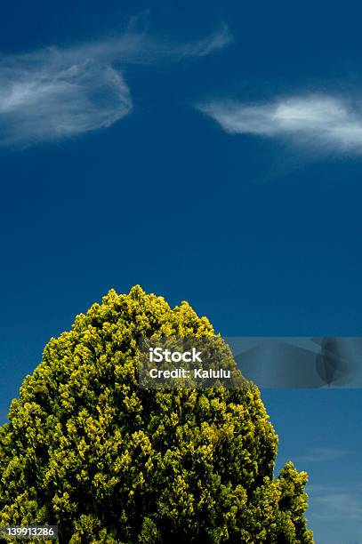 Foto de Árvore E Sky e mais fotos de stock de Alto - Descrição Geral - Alto - Descrição Geral, Azul, Canteiro de Flores