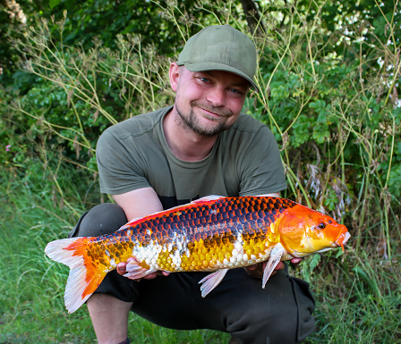 Happy angler with a large Koi Carp caught during fishing. Koi Carp are Japanese carp cultivated over time to enhance colorful patterns. Mostly used as pets in large outdoor garden ponds.