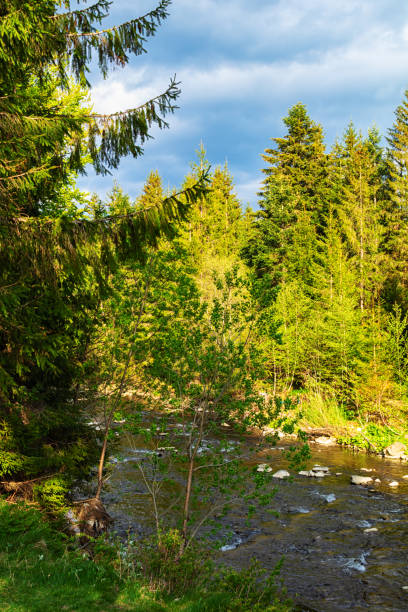 istock River in Carpathian Mountains, Ukraine. 1399133862
