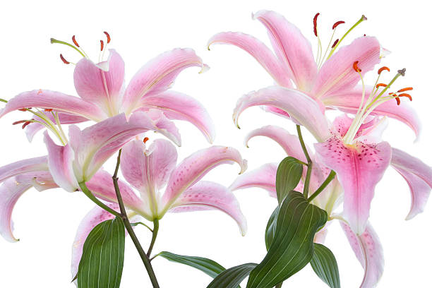 fleur de lis rose sur fond blanc - lily pink stargazer lily flower photos et images de collection