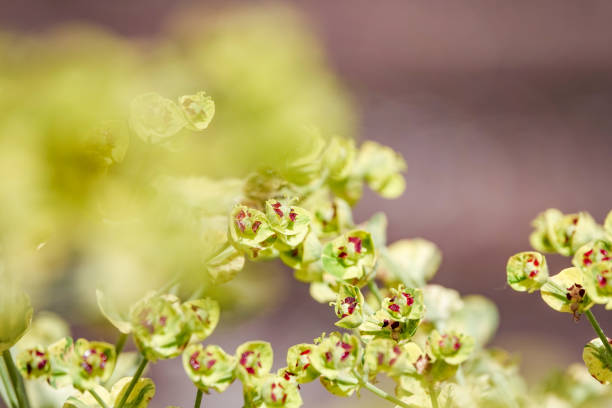 'Ascot Rainbow' Euphorbia in Kent, England