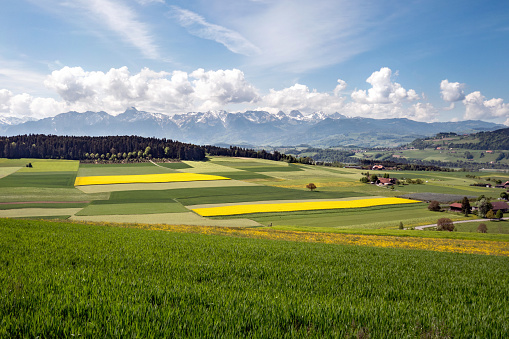 Spring, landscape with rape field in spring, you can see the Aare valley and the Naturpark Gantrisch, Bernese Oberland, Switzerland