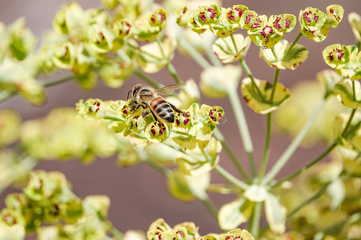 Honey Bee (apis) on 'Ascot Rainbow' Euphorbia × martini (Martin's spurge) at Eynsford village in Kent, England
