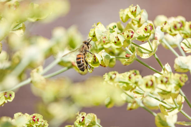 honey bee sull'euforbia "ascot rainbow" nel kent, inghilterra - euphorbiaceae foto e immagini stock