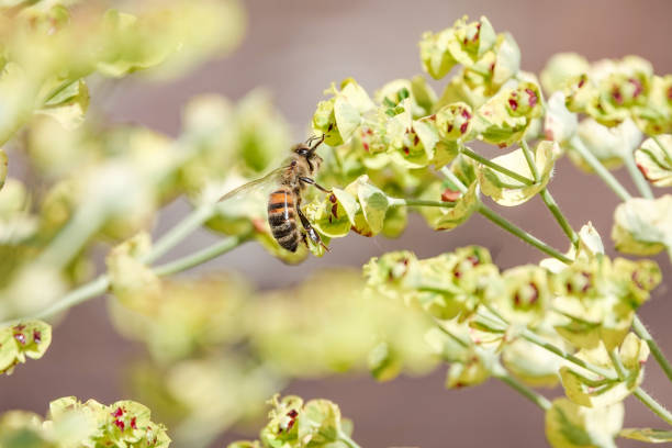 영국 켄트의 'ascot rainbow' euphorbia의 honey bee - euphorbiaceae 뉴스 사진 이미지