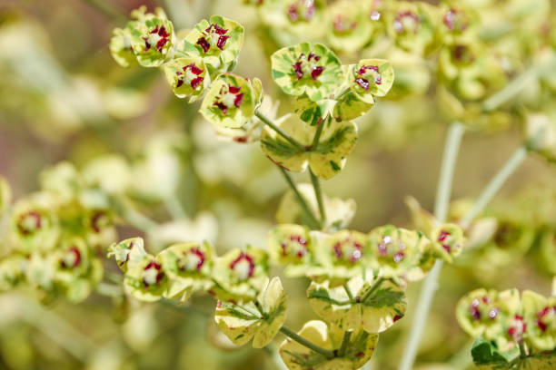 'ascot rainbow' euphorbia nel kent, inghilterra - euphorbiaceae foto e immagini stock