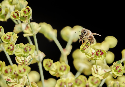 Honey Bee (apis) on 'Ascot Rainbow' Euphorbia × martini (Martin's spurge) at Eynsford village in Kent, England