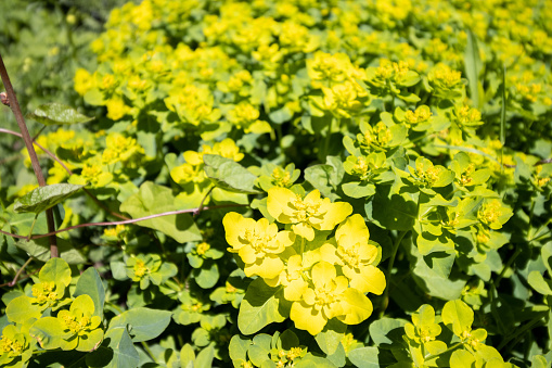 Yellow helianthemum flowers in the Austrian Alps.