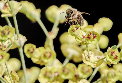 Honey Bee (apis) on 'Ascot Rainbow' Euphorbia × martini (Martin's spurge) at Eynsford village in Kent, England