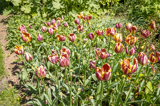 Tulip at Bute Park in Cardiff, Wales