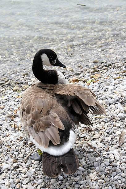 Brant stock photo