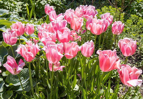 Tulipa Darwin hybrid ‘Salmon Impression’ at Bute Park in Cardiff, Wales