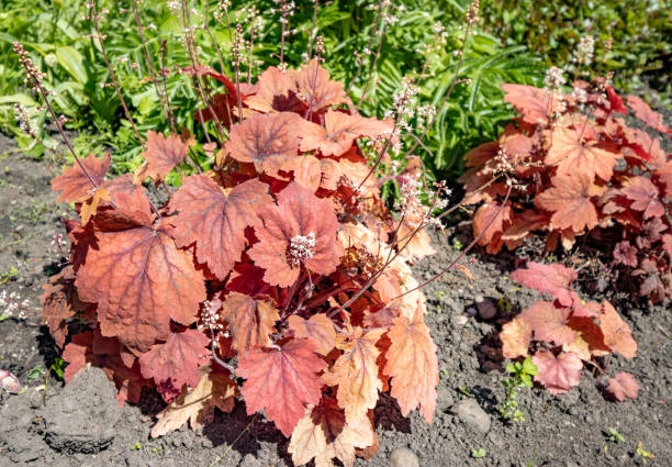 Heuchera at Bute Park in Cardiff, Wales