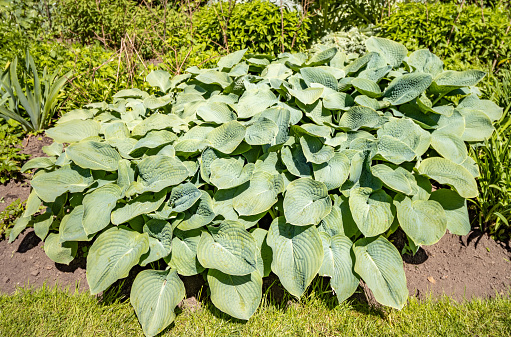 Hosta is a genus of perennial herbaceous plants