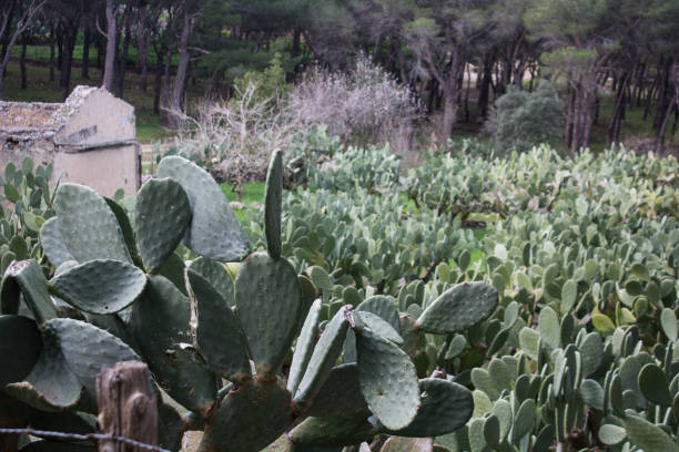 istock cultivation of prickly pear plants 1399135066
