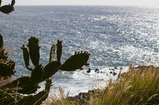 Photo of cactus and sea near Taormina, Sicily. Ships in bay, Sicily. Mediteranean sea.