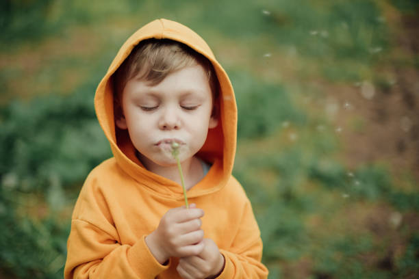 A little boy in a yellow sweatshirt blows on a bouquet of fluffy dandelions.